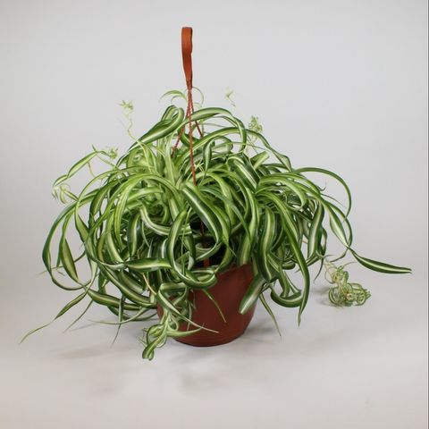 Chlorophytum comosum 'Bonnie'