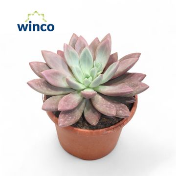 x Graptoveria 'Rosie Crow'