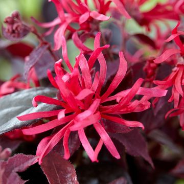 Loropetalum chinense MIX