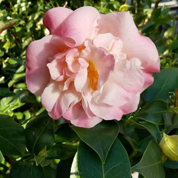 Camellia 'High Fragrance'