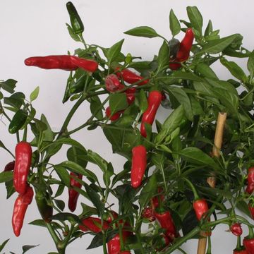 Capsicum annuum 'Apache'