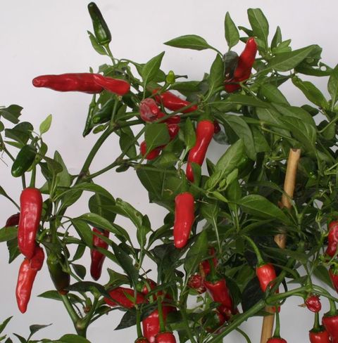 Capsicum annuum 'Apache'