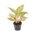 Aglaonema 'Avocado Sprinkles'