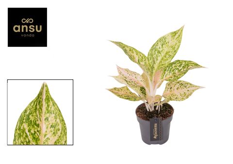 Aglaonema 'Avocado Sprinkles'