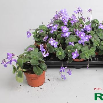 Streptocarpus saxorum