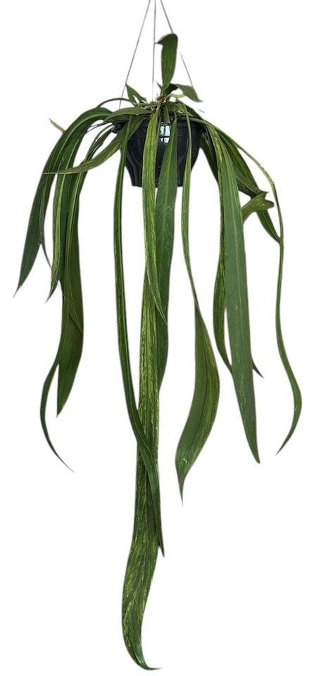 Anthurium vittariifolium 'Variegata'