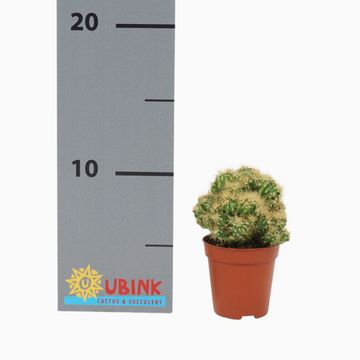 Cereus peruvianus monstrosus