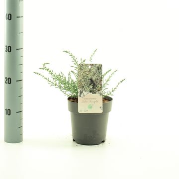 Olearia lepidophylla 'Silver Knight'