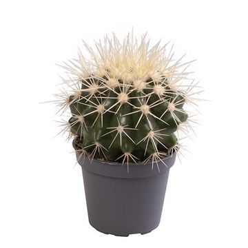 Echinocactus grusonii