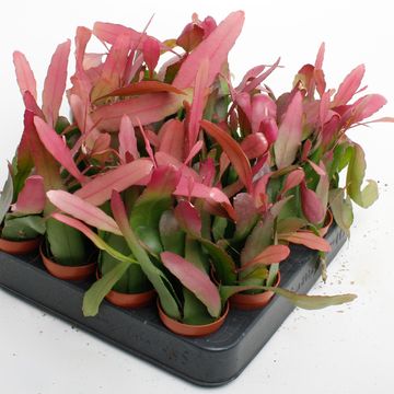 Pseudorhipsalis ramulosa 'Red Coral'