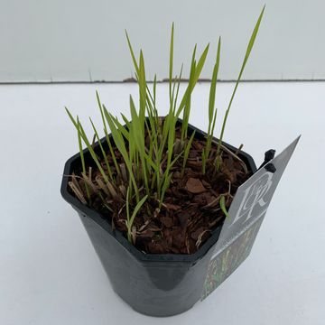 Panicum virgatum 'Sangria'