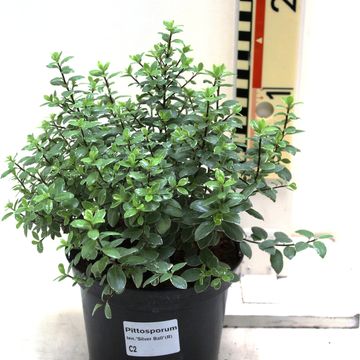 Pittosporum tenuifolium 'Silver Ball'