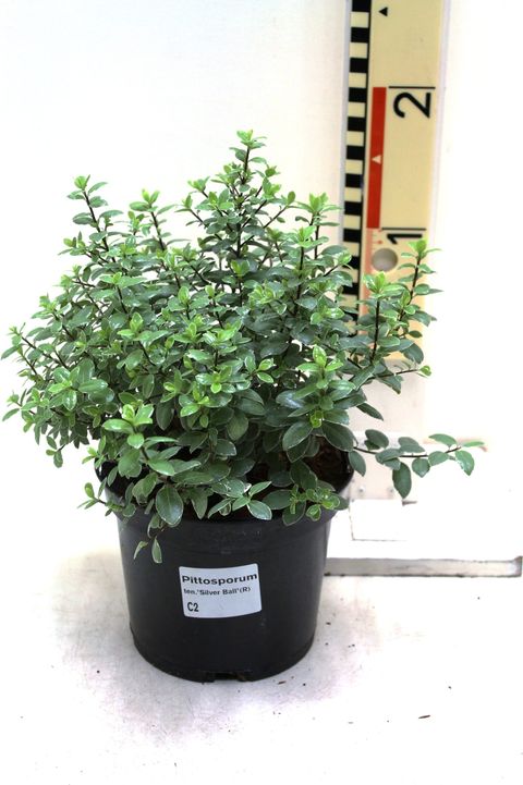 Pittosporum tenuifolium 'Silver Ball'
