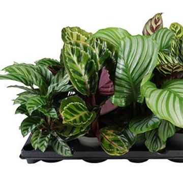 Calathea MIX