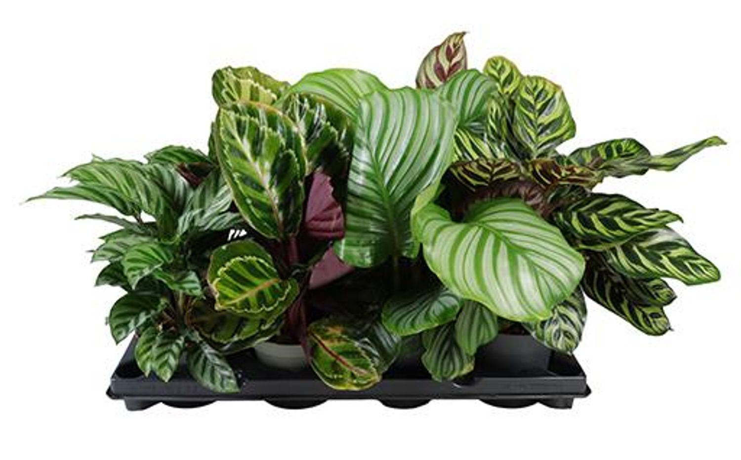 Calathea MIX — Plant Wholesale FlorAccess