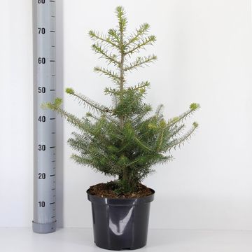 Abies koreana