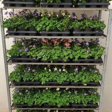 Aquilegia caerulea MIX