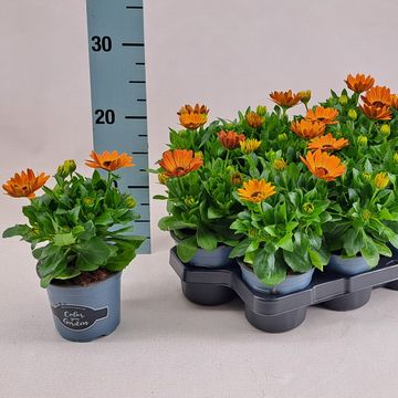 Osteospermum MARGARITA ORANGE FLARE