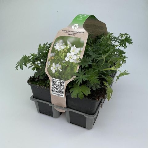 Geranium sanguineum 'Album'