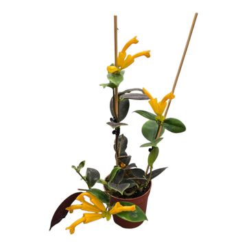 Aeschynanthus flavidus