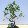 Ficus retusa