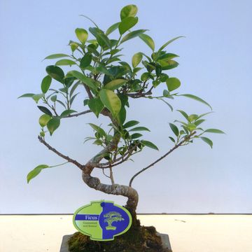 Ficus retusa