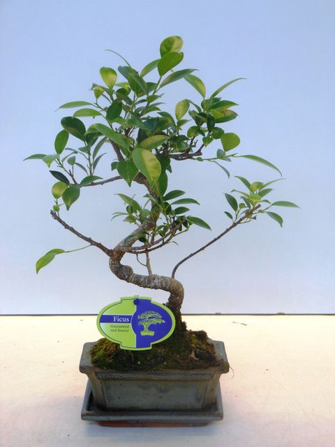 Ficus retusa