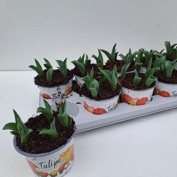 Tulipa 'Flaming Baby'