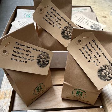 Cyclamen hederifolium