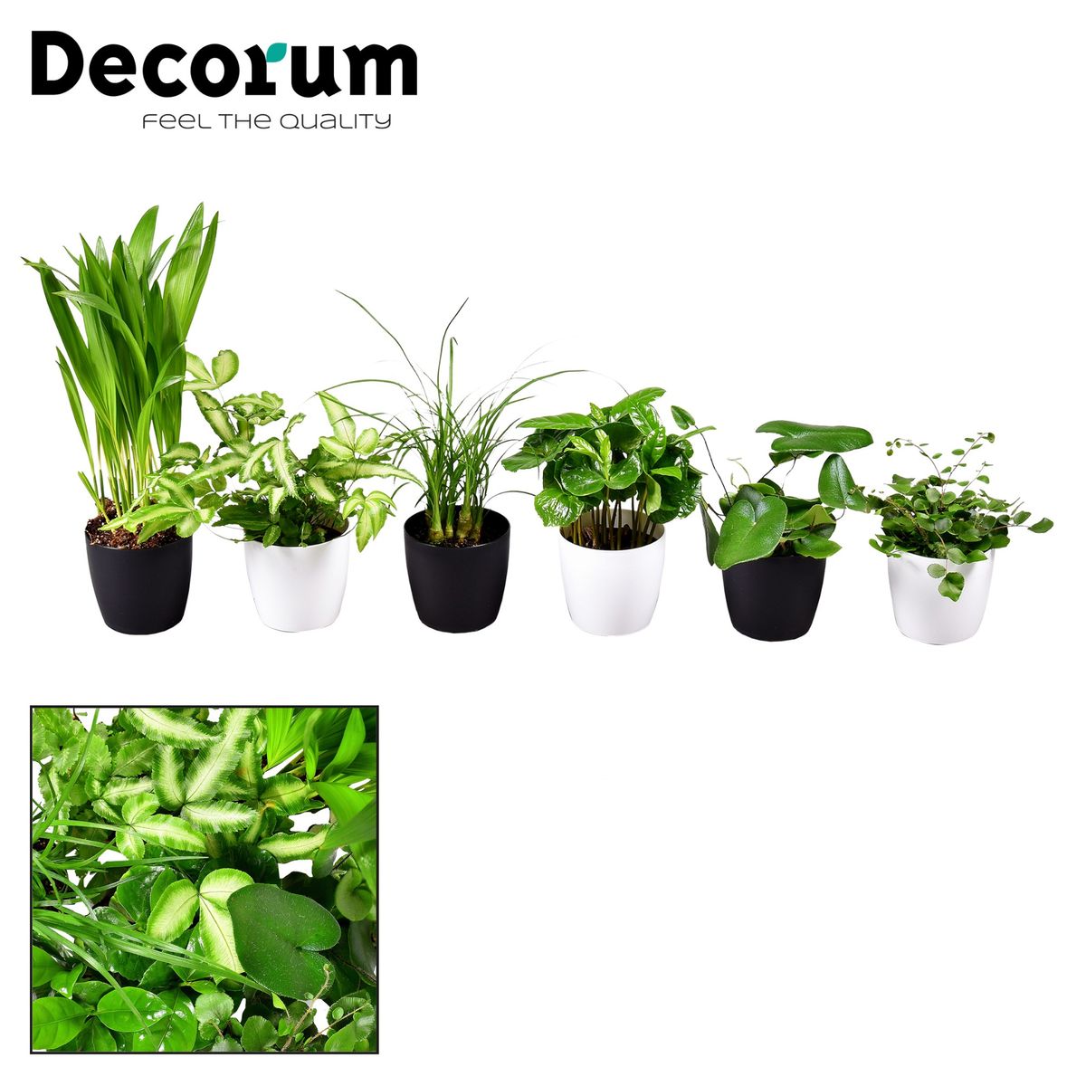 houseplants-mix-plant-wholesale-floraccess