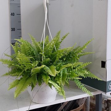 Nephrolepis exaltata 'Green Moment'