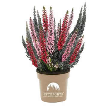 Calluna vulgaris BEAUTY LADIES MIX IN POT