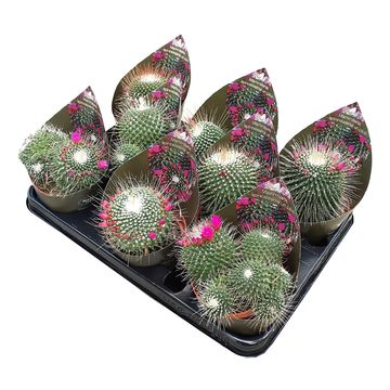 Mammillaria spinosissima 'Un Pico'