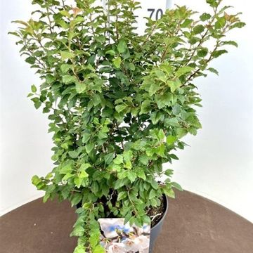 Prunus incisa 'Kojou-no-mai'