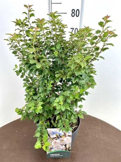 Prunus incisa 'Kojou-no-mai'