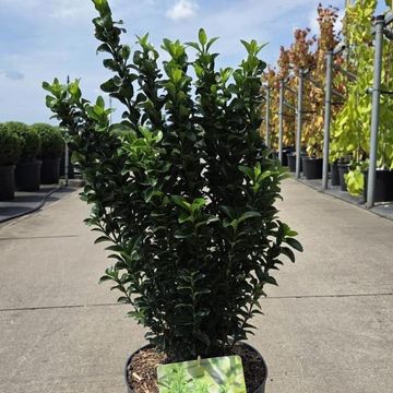 Euonymus japonicus 'Green Spire'