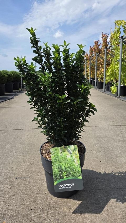 Euonymus japonicus 'Green Spire'