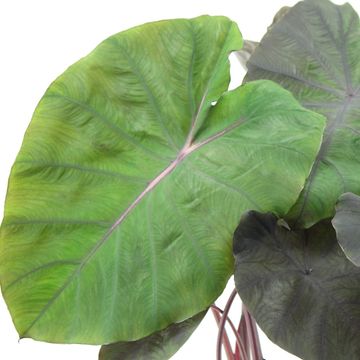 Colocasia 'Redemption'