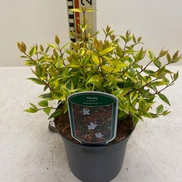 Abelia x grandiflora 'Kaleidoscope'