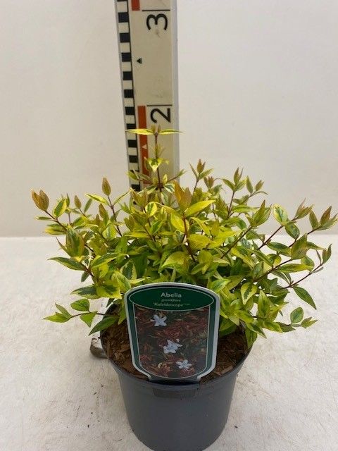 Abelia x grandiflora 'Калейдоскоп'