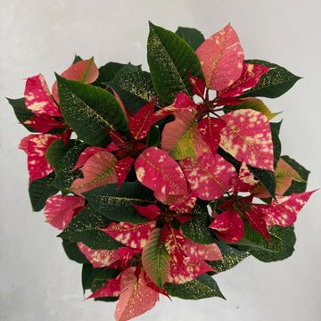 Euphorbia pulcherrima FANTASY STAR PINK