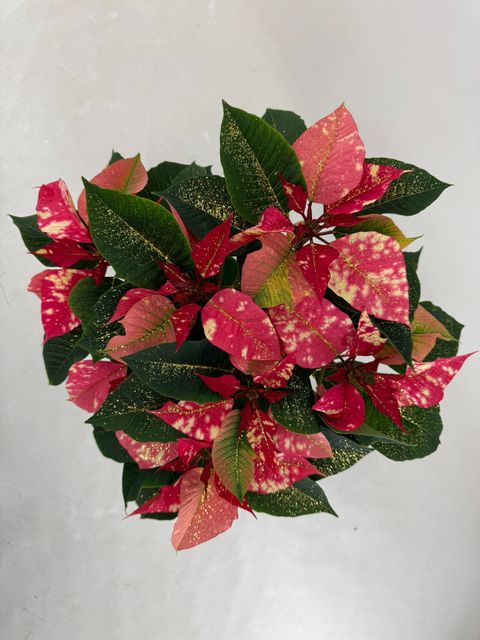 Euphorbia pulcherrima FANTASY STAR PINK