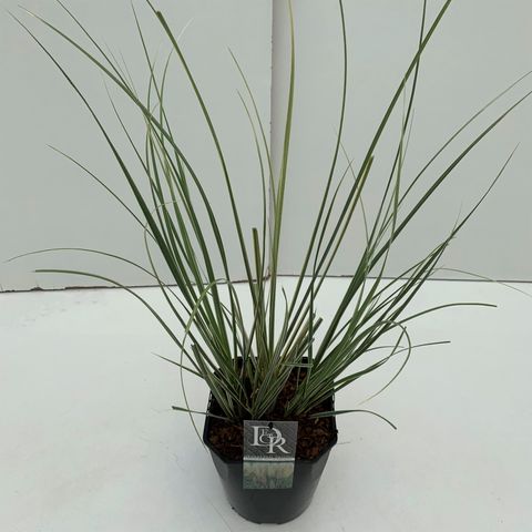 Cortaderia selloana MINISILVERPAMPAS