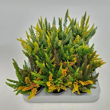 Calluna vulgaris SKYLINE MIX IN POT