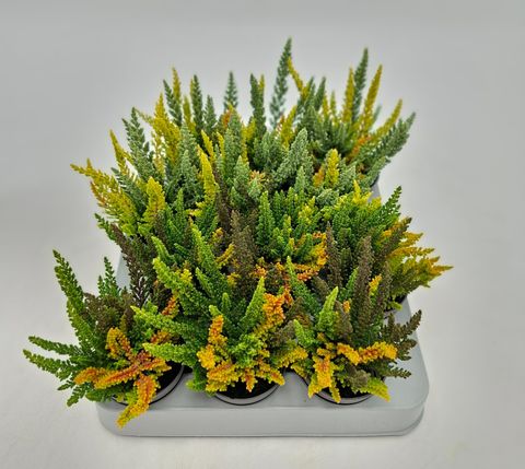 Calluna vulgaris SKYLINE MIX IN POT