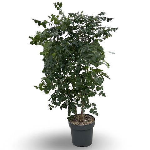 Koelreuteria paniculata