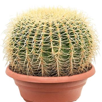 Echinocactus grusonii