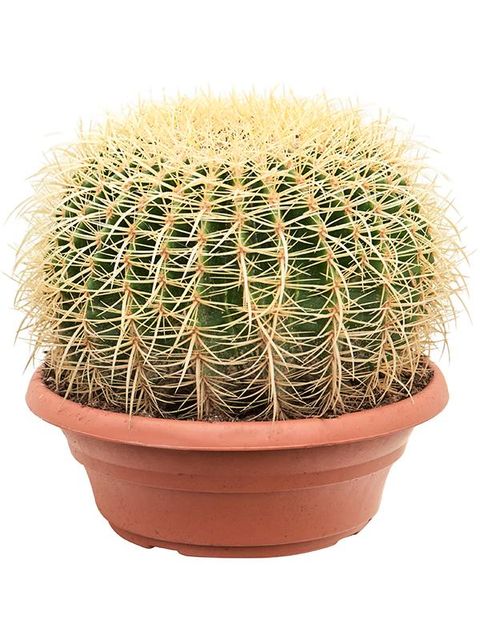 Echinocactus grusonii