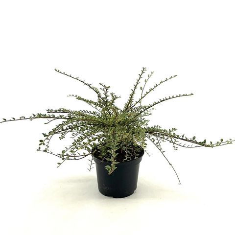 Cotoneaster atropurpureus 'Variegatus'