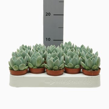 Pachyphytum 'Corvus'